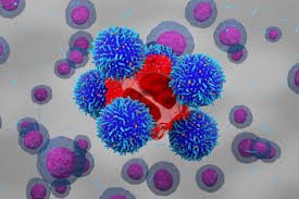 Research points to an immunotherapy to overcome resistant leukemia